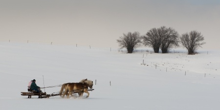 Horse drawn carriage