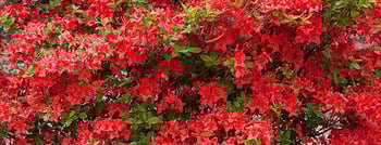 Azalea__Electric_Lights_Red_.jpg