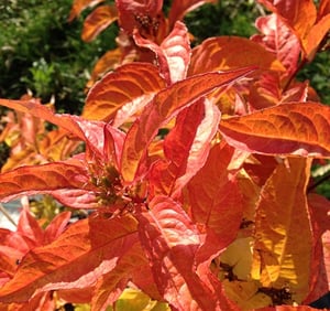 Bush_Honeysuckle__Kodiak_Orange_.jpg