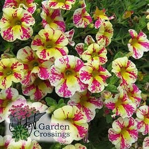 Calibrachoa__Superbells_Holy_Moly!_.jpg