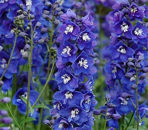 Delphinium_elatum__Dasante_Blue_.jpg
