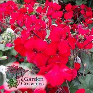 Pelargonium_(Geranium)__Brocade_Fire_.jpg