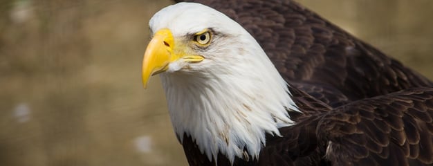 Poconos-Neighborhood-Spotlight-Eagle-Rock.jpg