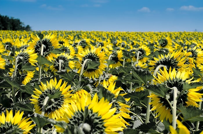 sunflower-summer-in-the-poconos.jpg